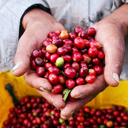Coffee Cherries